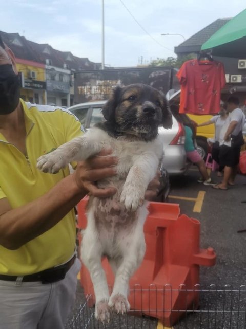 Rambo - Mixed Breed Dog