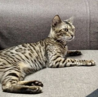 Hope - Domestic Short Hair + Bengal Cat