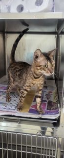 Hope - Domestic Short Hair + Bengal Cat