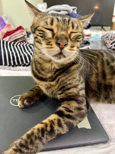 Hope - Domestic Short Hair + Bengal Cat