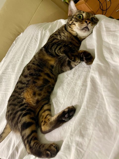 Hope - Domestic Short Hair + Bengal Cat