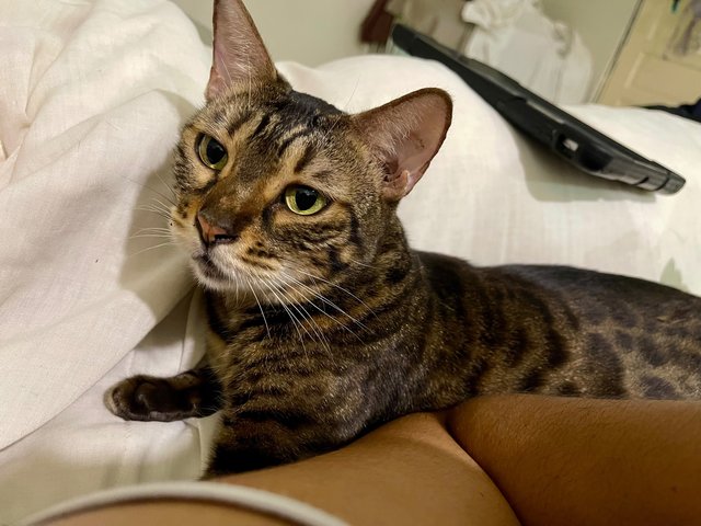 Hope - Domestic Short Hair + Bengal Cat