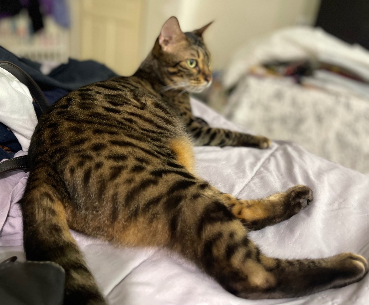 Hope - Domestic Short Hair + Bengal Cat