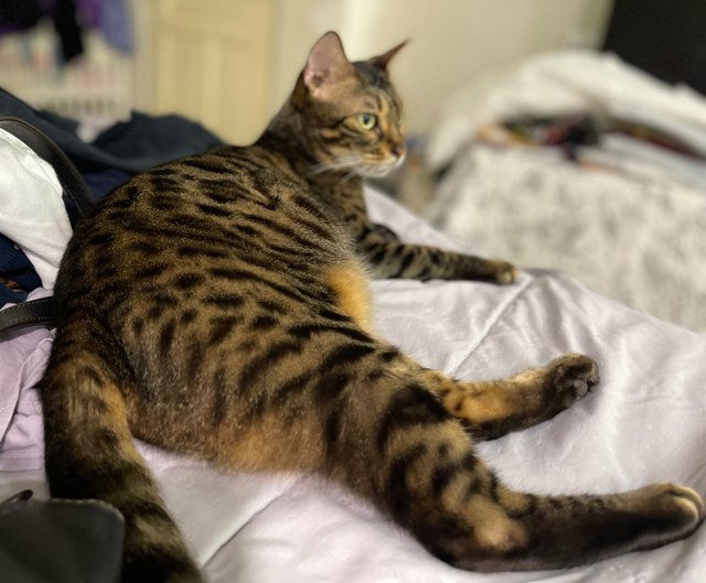 Hope - Domestic Short Hair + Bengal Cat