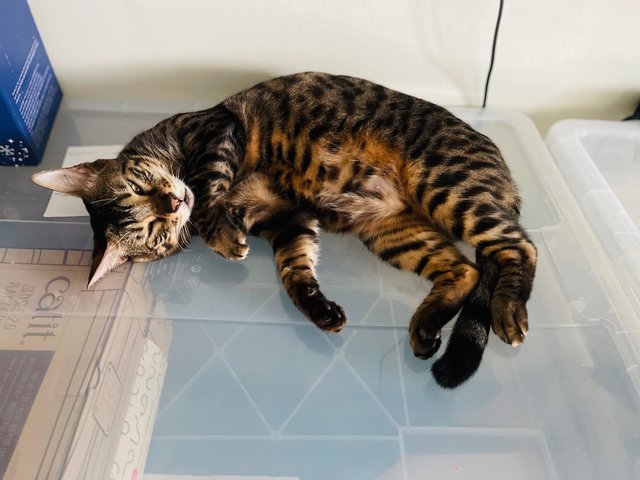 Hope - Domestic Short Hair + Bengal Cat