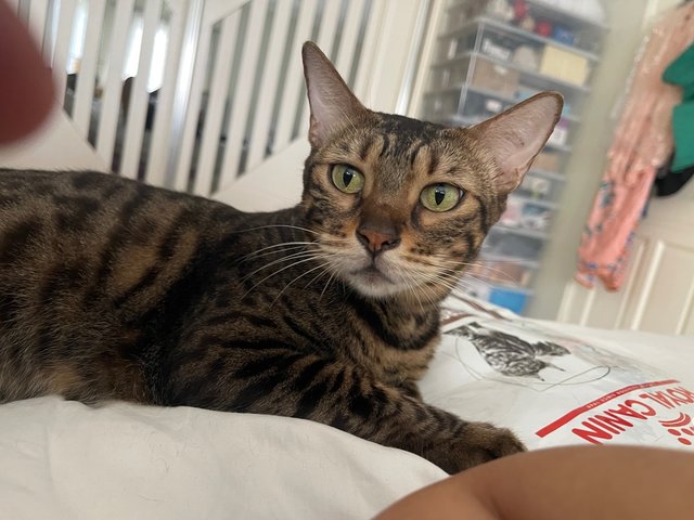 Hope - Domestic Short Hair + Bengal Cat