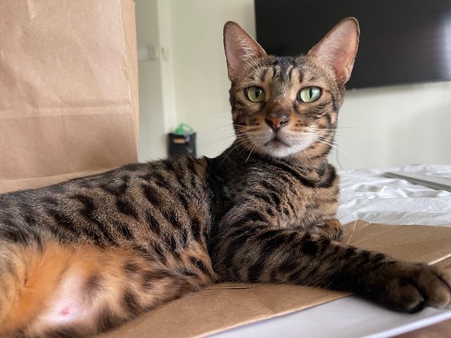 Hope - Domestic Short Hair + Bengal Cat