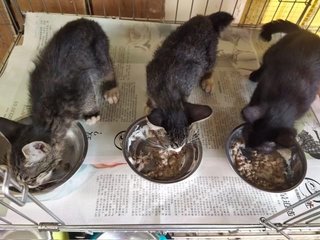 Indah, Seri &amp; Lawa - Domestic Short Hair Cat