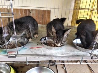 Indah, Seri & Lawa (Left - right)