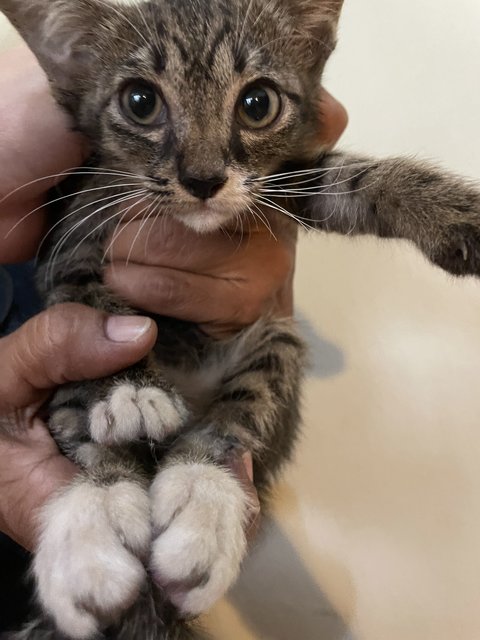 Indah, Seri &amp; Lawa - Domestic Short Hair Cat