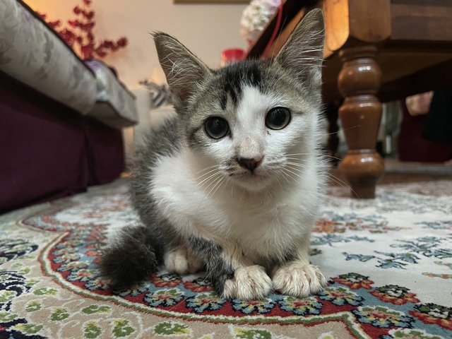 Cutie - Domestic Short Hair Cat