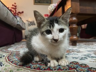 Cutie - Domestic Short Hair Cat