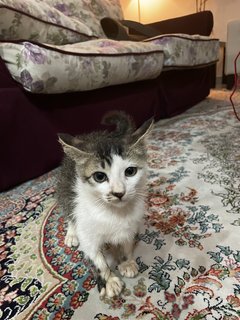 Cutie - Domestic Short Hair Cat