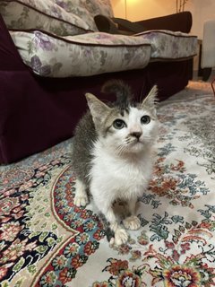 Cutie - Domestic Short Hair Cat