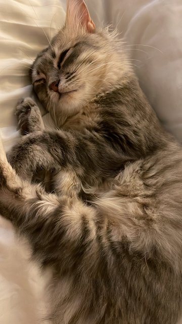 Grey - Domestic Long Hair Cat