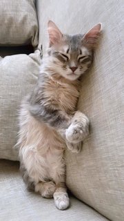 Grey - Domestic Long Hair Cat