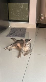 Abu - Domestic Short Hair Cat