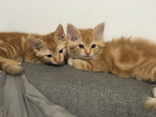 Mocha &amp; Latte - Domestic Medium Hair + Domestic Long Hair Cat