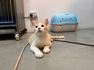 白橘 - Domestic Medium Hair Cat