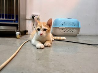 白橘 - Domestic Medium Hair Cat