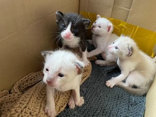 One To Four Kittens Two Weeks Old - Bombay Cat