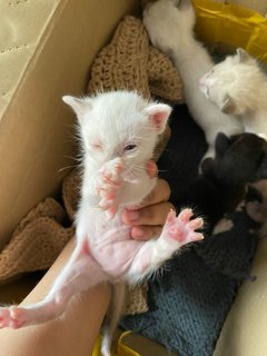 One To Four Kittens Two Weeks Old - Bombay Cat