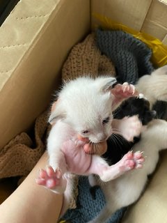 One To Four Kittens Two Weeks Old - Bombay Cat