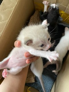 One To Four Kittens Two Weeks Old - Bombay Cat