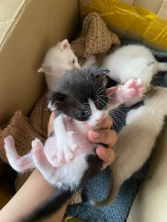 One To Four Kittens Two Weeks Old - Bombay Cat