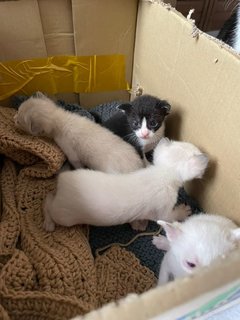 One To Four Kittens Two Weeks Old - Bombay Cat