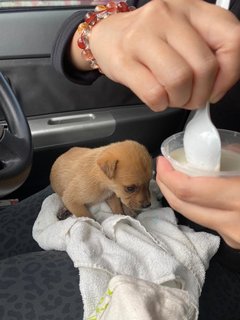 Little Pudding - Mixed Breed Dog