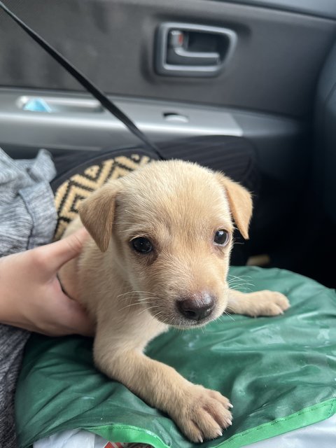 Milky - Mixed Breed Dog