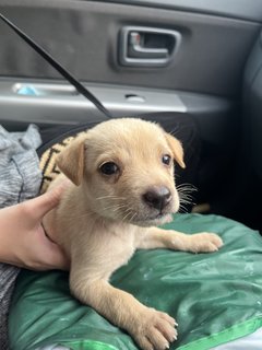 Milky - Mixed Breed Dog