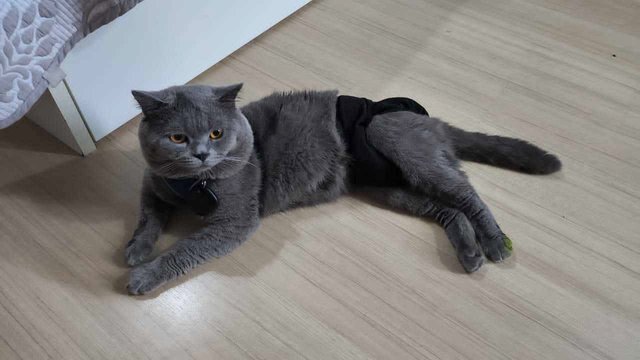 Muezza - British Shorthair Cat