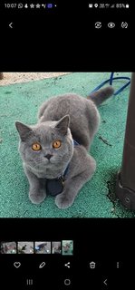 Muezza - British Shorthair Cat