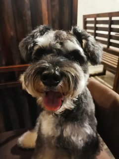 Kobe - Schnauzer Dog