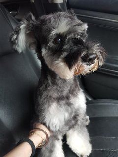 Kobe - Schnauzer Dog