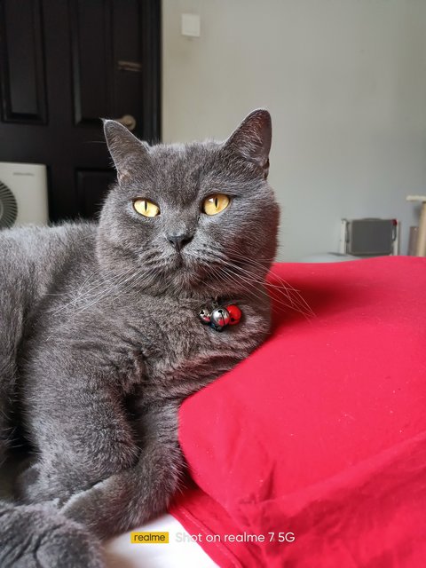 Loki - British Shorthair + Domestic Short Hair Cat