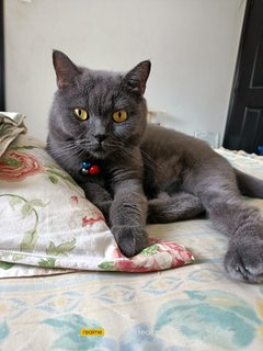 Loki - British Shorthair + Domestic Short Hair Cat