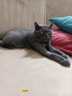 Loki - British Shorthair + Domestic Short Hair Cat