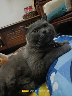 Loki - British Shorthair + Domestic Short Hair Cat