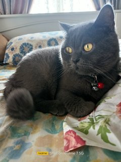 Loki - British Shorthair + Domestic Short Hair Cat