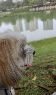 Brownie  - Shih Tzu Dog