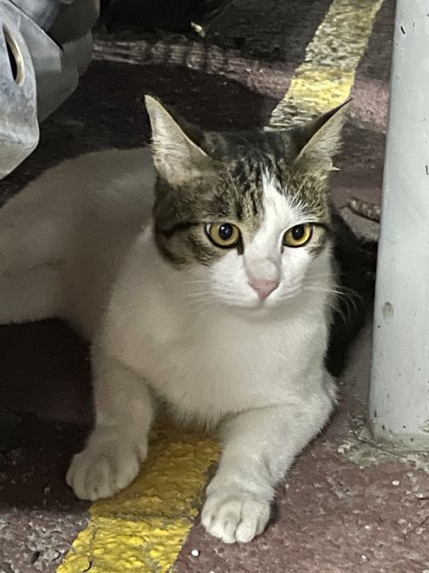 World Cup - Domestic Medium Hair Cat