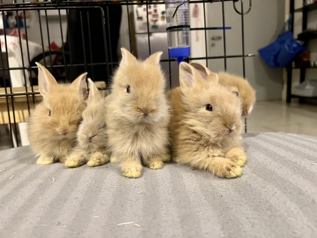 Lionhead Rabbits - Lionhead Rabbit