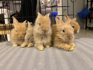 Lionhead Rabbits - Lionhead Rabbit