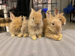 Lionhead Rabbits - Lionhead Rabbit