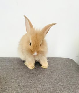 Lionhead Rabbits - Lionhead Rabbit