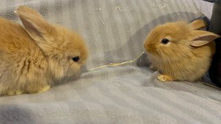 Lionhead Rabbits - Lionhead Rabbit