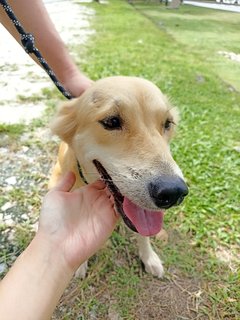 Sandy - Golden Retriever Mix Dog